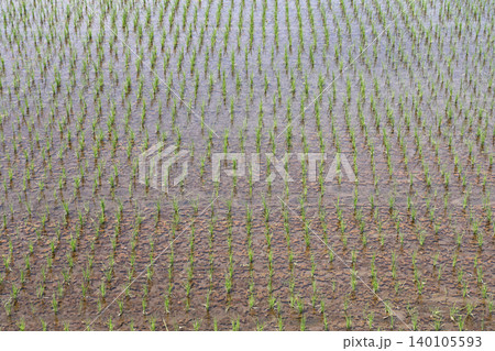 田植えの季節 田植えの季節 140105593