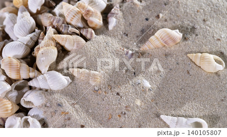 Shells scattered on sand at a beach during daylight with natural light highlighting their shapes and colors Shells scattered on sand at a beach during daylight with natural light highlighting their shapes and colors 140105807