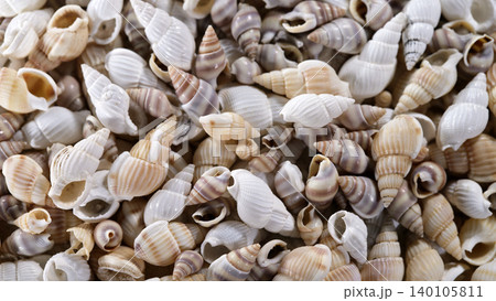 Many seashells of different shapes and colors gathered on a flat surface with natural lighting Many seashells of different shapes and colors gathered on a flat surface with natural lighting 140105811