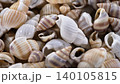 Collection of sea shells found on the beach during the daytime in a coastal area 140105815