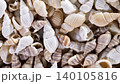 Shells collected from the beach resting together on a surface under natural light during the afternoon 140105816