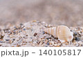 Shell rests on sandy beach during daylight near the shoreline where waves meet the land 140105817