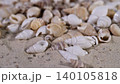 Seashells scattered on a sandy beach during the daylight hours near the ocean waves 140105818