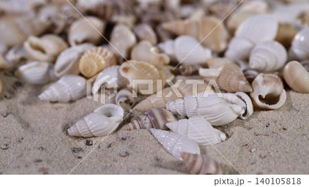 Seashells scattered on a sandy beach during the daylight hours near the ocean waves Seashells scattered on a sandy beach during the daylight hours near the ocean waves 140105818