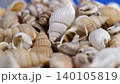 Shells gathered on a blue surface, showing different shapes and sizes of shells in a close-up view during daylight 140105819