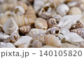 Many seashells collected on sandy surface near the ocean during warm sunny day 140105820