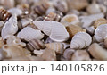 Shells collected on a beach during low tide while sunlight shines on them in the early afternoon hours of a summer day 140105826