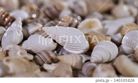 Shells collected on a beach during low tide while sunlight shines on them in the early afternoon hours of a summer day 140105826