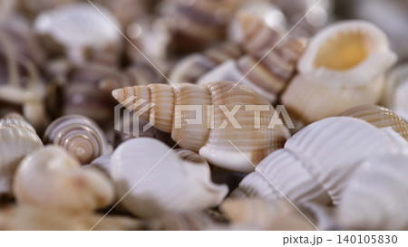 Collecting seashells on a beach during a sunny day 140105830