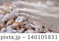 Seashells scattered on sandy beach at low tide with sunlight shining in daytime 140105831