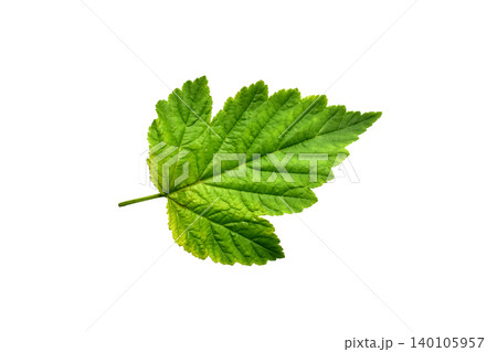 Green leaf of a currant bush 140105957