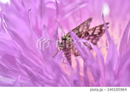 A daytime butterfly called the Clover moth on a pink flower A daytime butterfly called the Clover moth on a pink flower 140105964