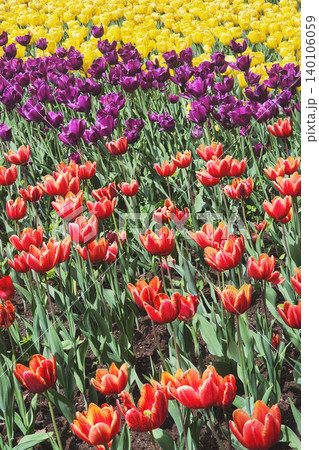 Colorful blooming tulips creating striped outdoor flower bed 140106059