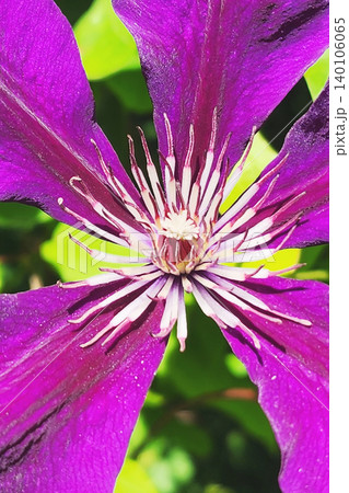 Purple clematis flower blooming in green garden Purple clematis flower blooming in green garden 140106065
