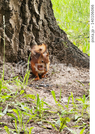 Red squirrel eating on tree trunk in nature Red squirrel eating on tree trunk in nature 140106066
