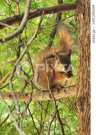 Squirrel climbing tree branch searching for food Squirrel climbing tree branch searching for food 140106084