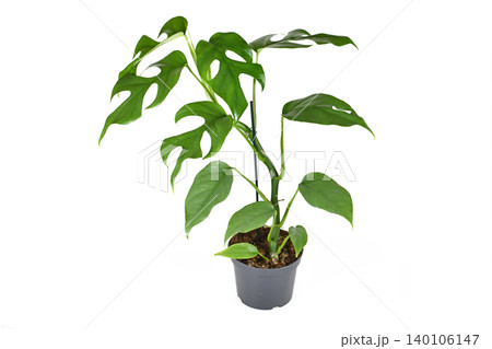 Exotic 'Rhaphidophora Tetrasperma' houseplant with small leaves with windows in flower pot isolated on white background Exotic 'Rhaphidophora Tetrasperma' houseplant with small leaves with windows in flower pot isolated on white background 140106147