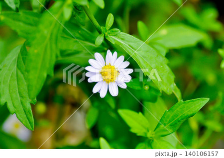 Argyranthemum frutescens, white marguerite or Asteraceae or Margaret or daisy or white flower Argyranthemum frutescens, white marguerite or Asteraceae or Margaret or daisy or white flower 140106157