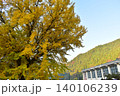 イチョウ　銀杏　鳥取　旧日野上小学校 140106239