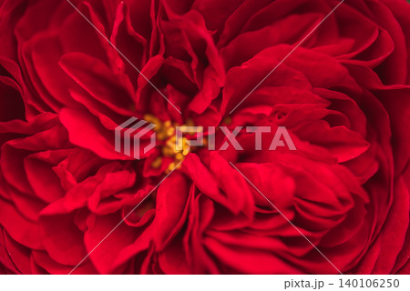 真っ赤な薔薇 真っ赤な薔薇 140106250
