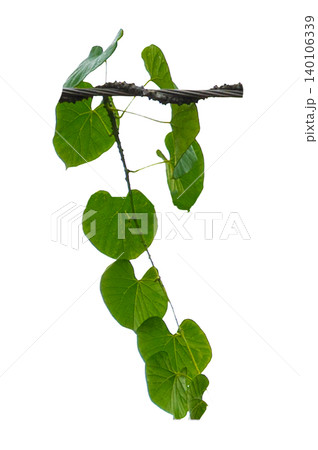 vine frame leaf vine Isolate on transparent background PNG file vine frame leaf vine Isolate on transparent background PNG file 140106339