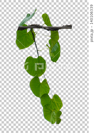vine frame leaf vine Isolate on transparent background PNG file vine frame leaf vine Isolate on transparent background PNG file 140106339