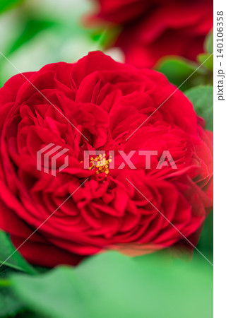 真っ赤な薔薇 真っ赤な薔薇 140106358