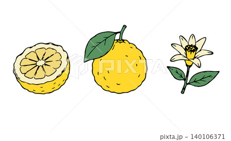 Yuzu Fruit Set with Whole Yuzu Half Yuzu and Citrus Blossom Illustration Yuzu Fruit Set with Whole Yuzu Half Yuzu and Citrus Blossom Illustration 140106371