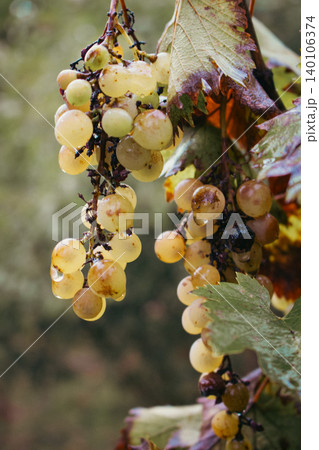 Fresh bunch of white grapes. Wet grape in vineyard after the rain. Grape harvesting concept. Vineyard landscape. Water drops on grape fruits. Bunch of grapes on vine. Autumn harvest. Growing grape Fresh bunch of white grapes. Wet grape in vineyard after the rain. Grape harvesting concept. Vineyard landscape. Water drops on grape fruits. Bunch of grapes on vine. Autumn harvest. Growing grape 140106374