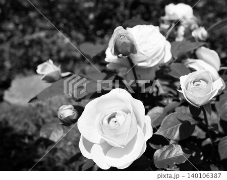 白黒・モノクローム・美しく咲いたバラの花 白黒・モノクローム・美しく咲いたバラの花 140106387