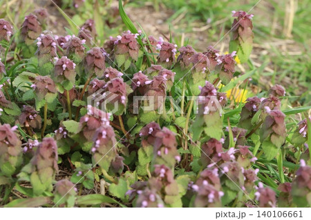 春の野原に咲くピンク色の小さな花と赤紫色の葉を持つヒメオドリコソウの花 春の野原に咲くピンク色の小さな花と赤紫色の葉を持つヒメオドリコソウの花 140106661