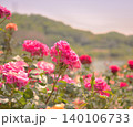 赤き薔薇 140106733