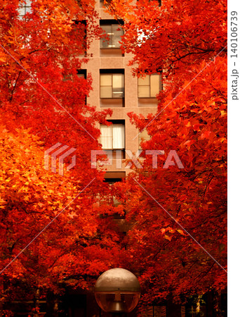 真っ赤な紅葉 140106739