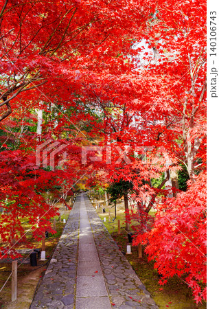 紅葉の石畳の参道 鹿王院 紅葉の石畳の参道 鹿王院 140106743