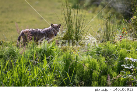 Wild Coyote hunting in grassland habitat in North America on a sunny day Wild Coyote hunting in grassland habitat in North America on a sunny day 140106912