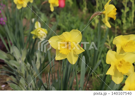 春の公園に咲く黄色いラッパズイセンの花 春の公園に咲く黄色いラッパズイセンの花 140107540