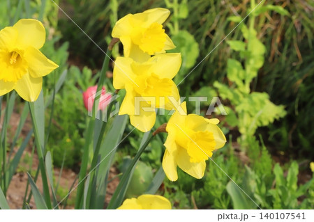春の公園に咲く黄色いラッパズイセンの花 春の公園に咲く黄色いラッパズイセンの花 140107541