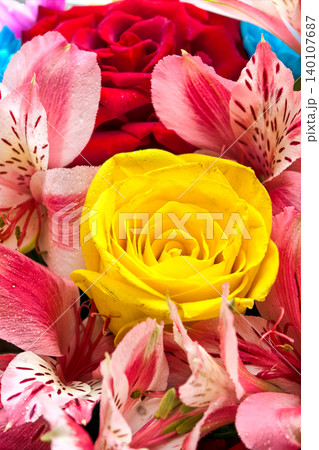 Yellow rose surrounded by colorful flowers with dew Yellow rose surrounded by colorful flowers with dew 140107687