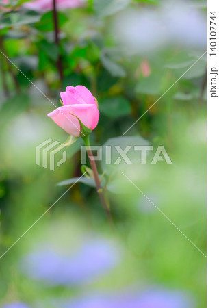 ピンク色の薔薇 ピンク色の薔薇 140107744