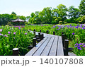 ハナショウブが咲き誇る城北菖蒲園の風景（大阪市旭区） 140107808