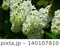 白い紫陽花 140107810