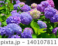 色鮮やかな紫陽花 140107811