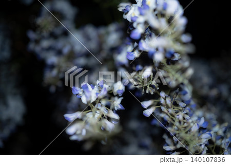 夜の暗闇にライトアップされて美しく浮かび上がる薄紫色の藤の花 夜の暗闇にライトアップされて美しく浮かび上がる薄紫色の藤の花 140107836