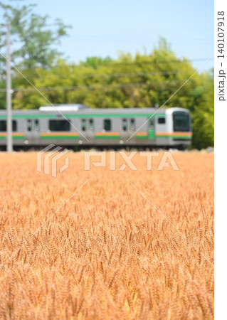 高崎線と麦畑 高崎線と麦畑 140107918