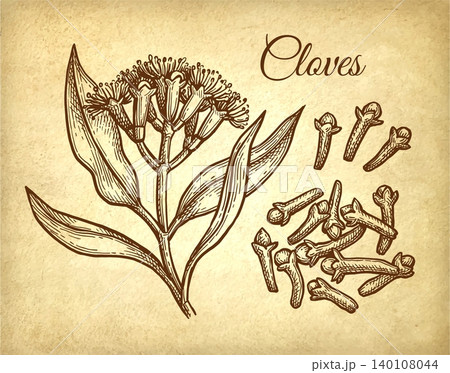 Clove spice. Hand-drawn ink sketch on old paper Clove spice. Hand-drawn ink sketch on old paper 140108044