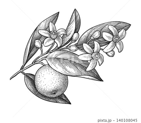 Neroli ink sketch. Bitter orange branch with fruit Neroli ink sketch. Bitter orange branch with fruit 140108045
