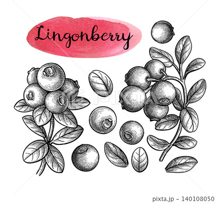 Lingonberry set. Ink sketches of cowberry. 140108050