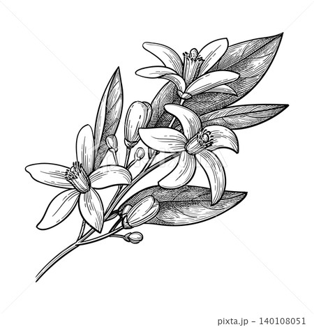 Neroli. Bitter orange branch ink sketch. Neroli. Bitter orange branch ink sketch. 140108051