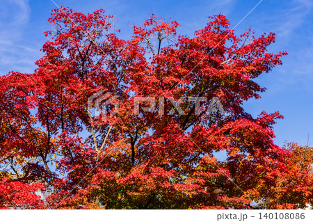 Vibrant red Japanese maple tree leaves against a clear blue sky in autumn Vibrant red Japanese maple tree leaves against a clear blue sky in autumn 140108086