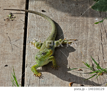 Vibrant Green Ocellated Lizard (Timon lepidus) on Rustic Wooden Planks 140108129